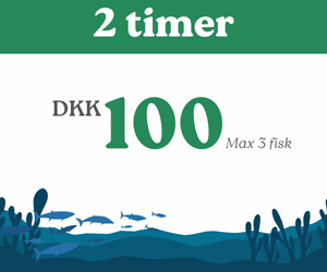 2 timers fiskning - Børn under 13