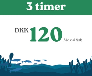 3 timers fiskning - Børn under 13