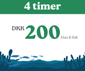 4 timer fiskning
