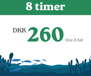 8 timers fiskning