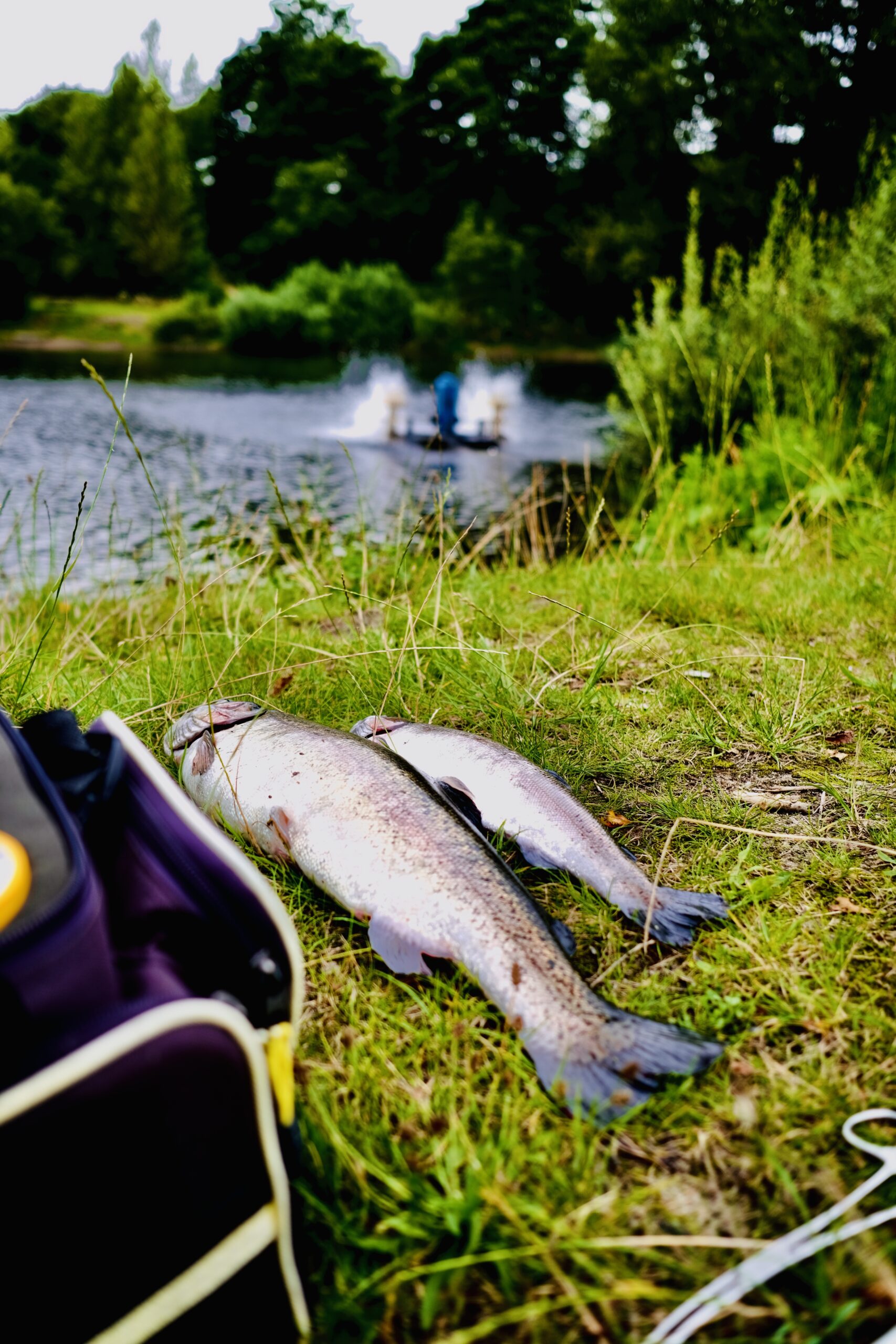 fisk her i hedensted put & take